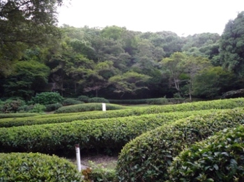 茶畑　P1000089.JPG